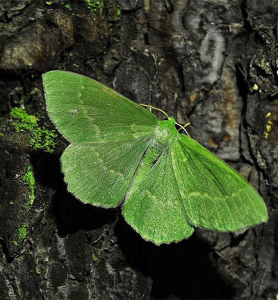 贝加尔湖边的美丽蝴蝶