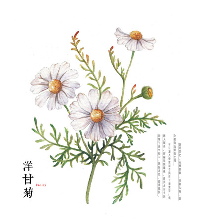 嘎羅 洋甘菊