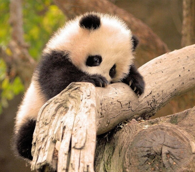 #冬日小动物# 熊猫宝宝