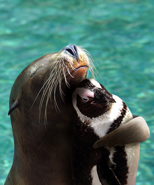 海豹拥抱企鹅温馨亲密照