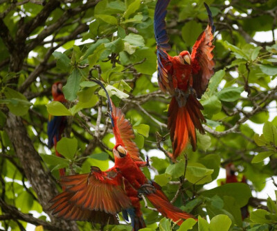 亚马孙热带雨林茂密树叶间的金刚鹦鹉