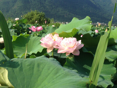 花开并蒂，拍摄于13年的夏天，家乡莲塘。