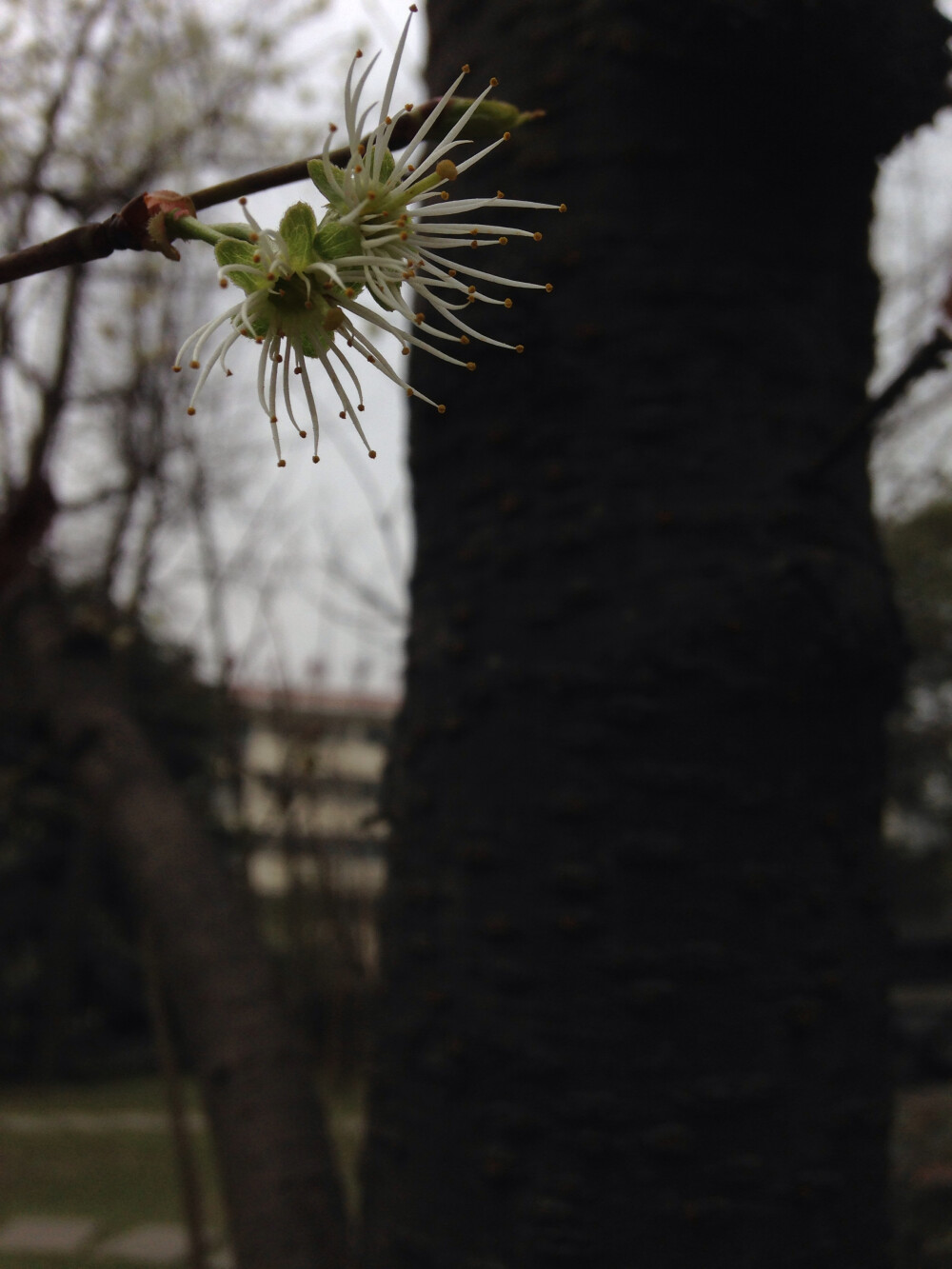 落去了花瓣