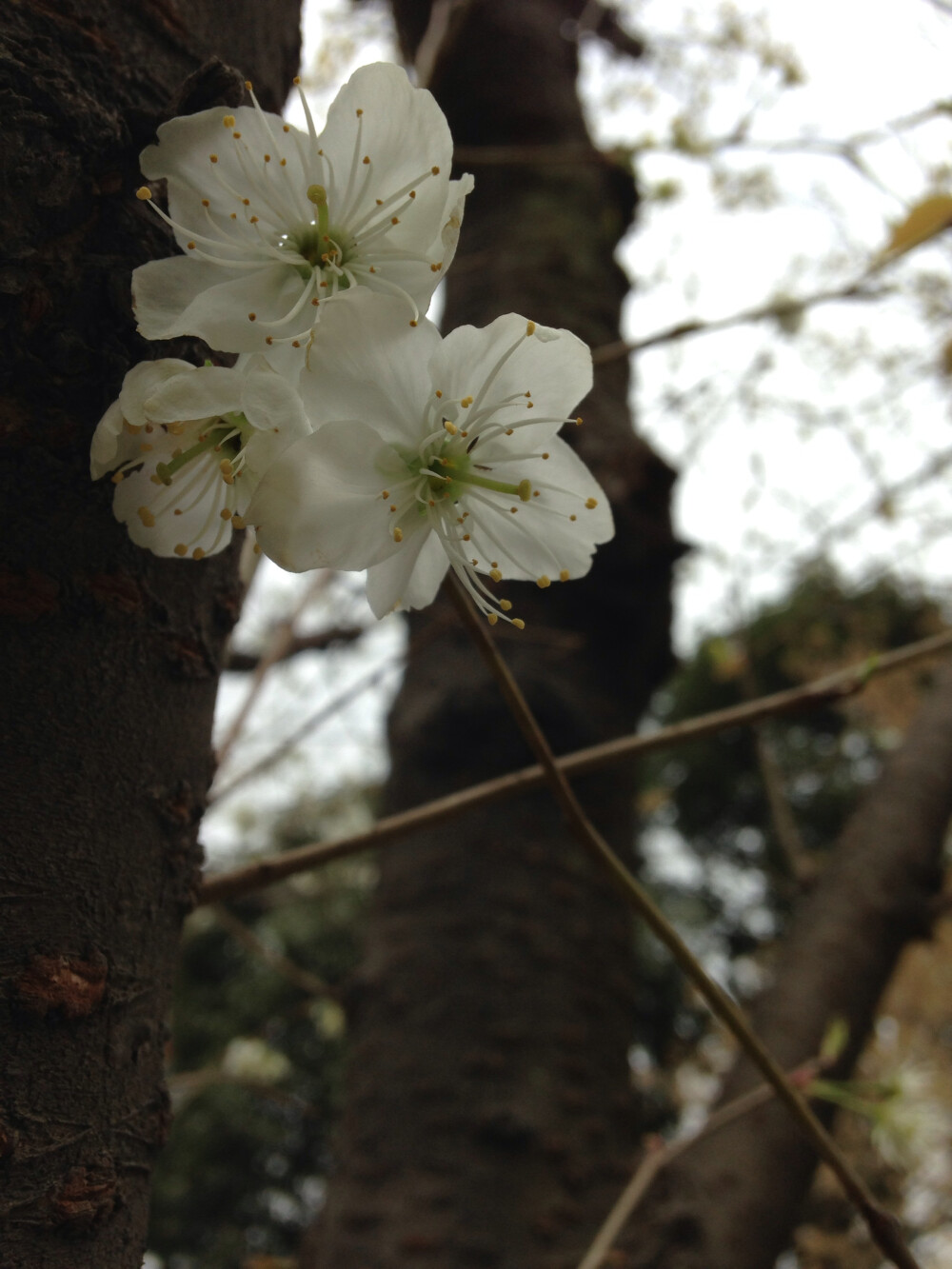 这样的花