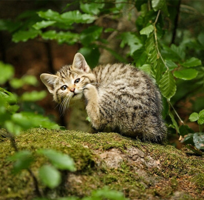 野猫