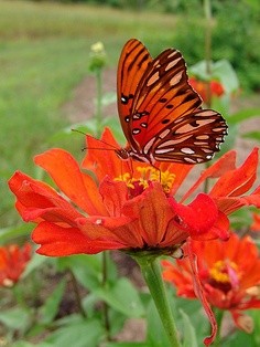 你若盛开，蝴蝶自来。