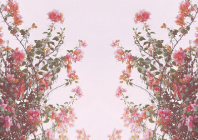 那些花