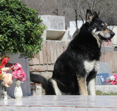 这只名叫开普特的德国牧羊犬堪称“现代忠犬八公”。在主人曼努埃尔•古斯曼2006年逝世后至今的六年时间里它一直为主人守墓。