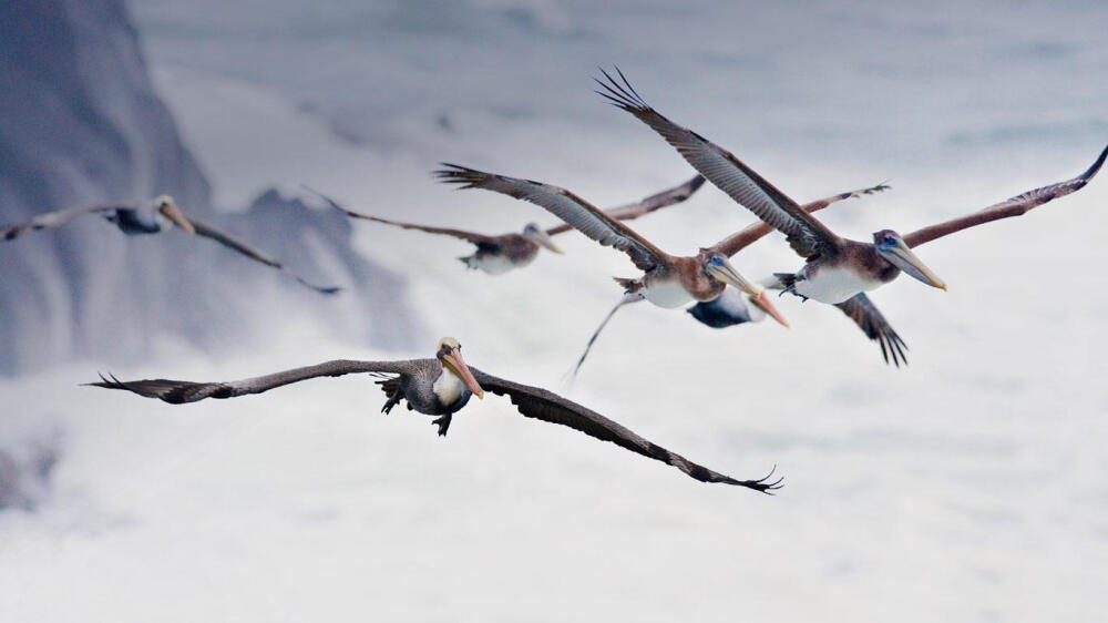 Pelican Migration