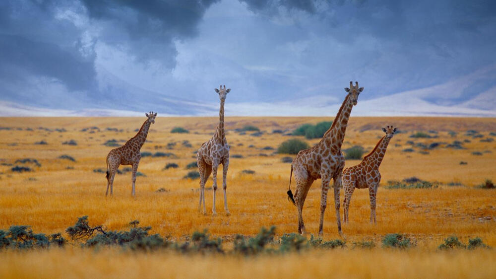 Giraffes Namibia