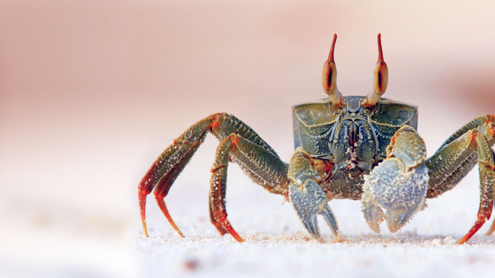 Horned Ghost Crab