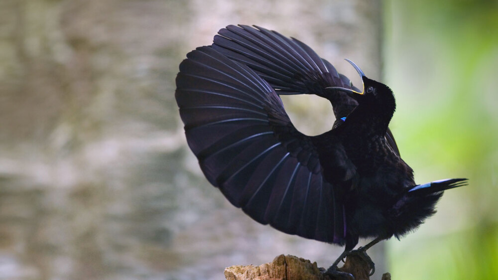 Aust Rifle Bird