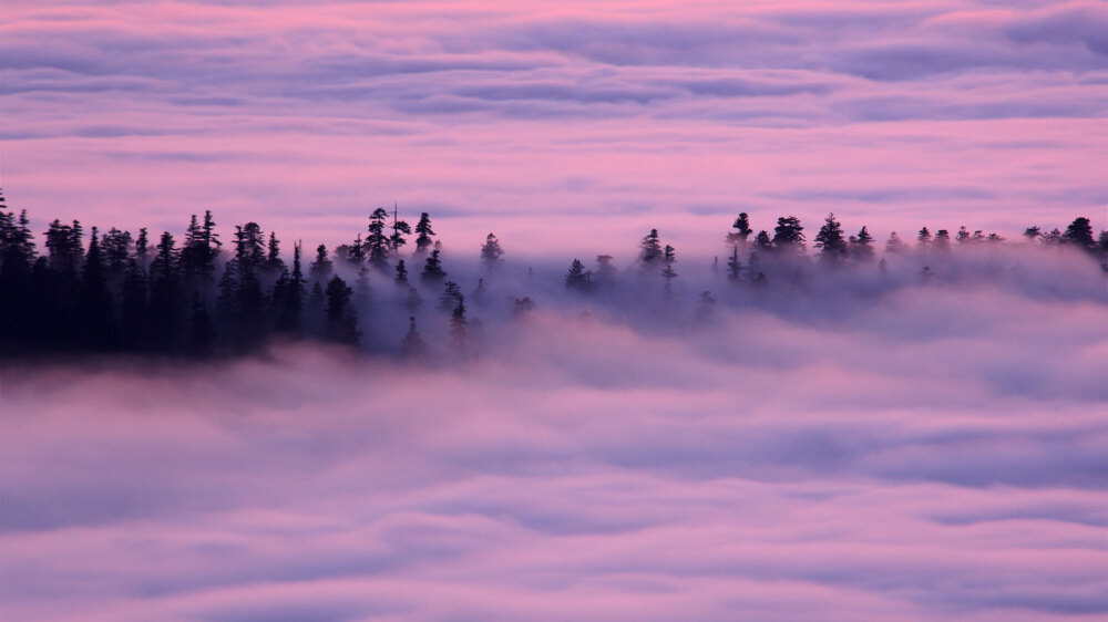 Foggy Trees