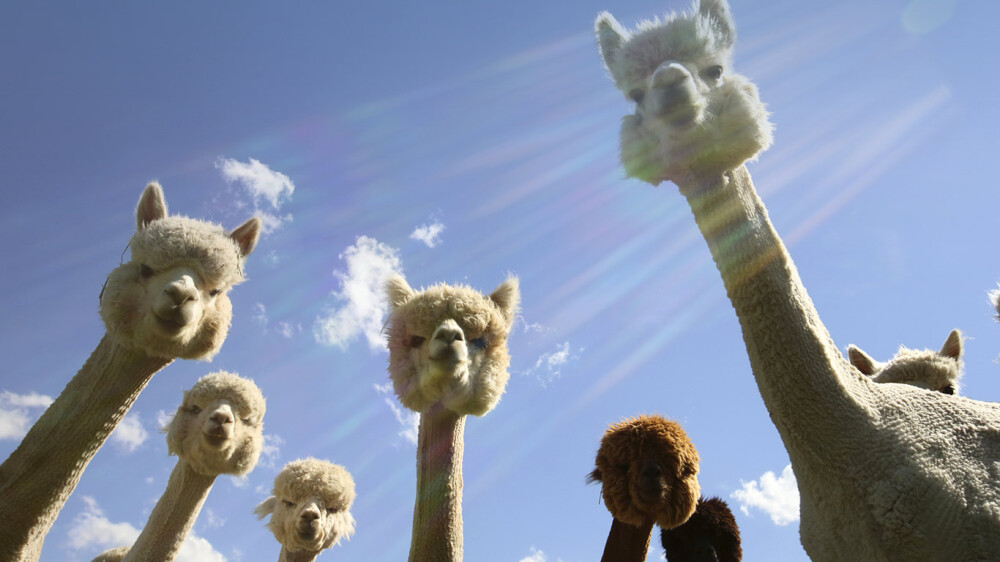 Recently Shaven Alpacas