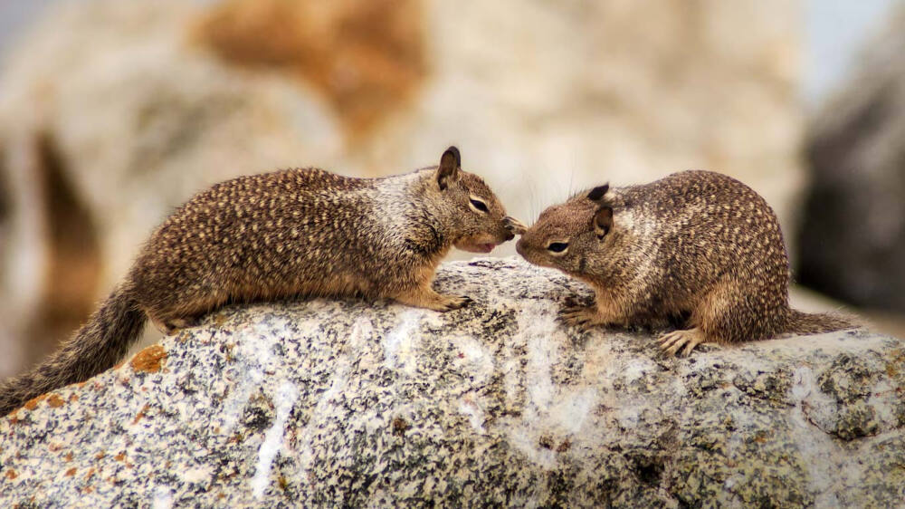 Ground Squirrels Love