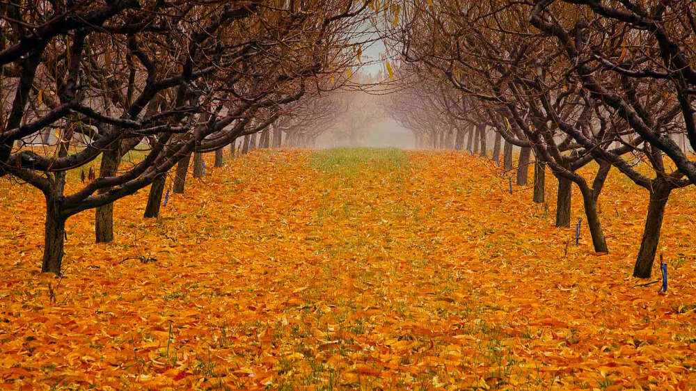 Okanagan Pears