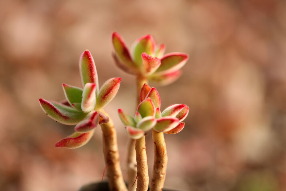 多肉植物 掌上花园--锦晃星 舞尽人生......