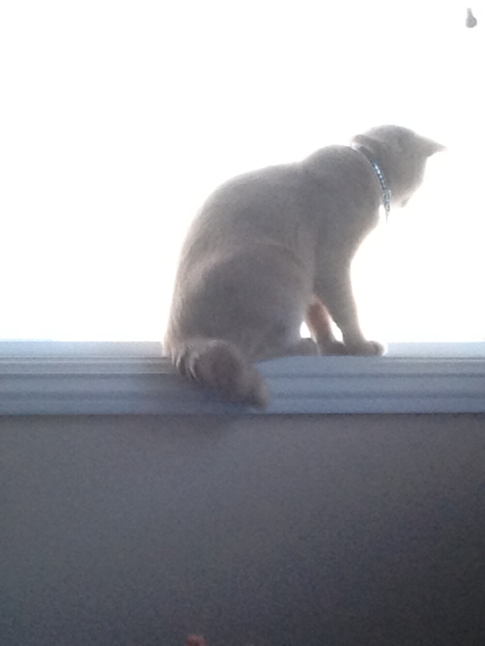 冬日小动物 在银行门口收留的流浪猫，尾巴有残疾所以叫弯弯。最喜欢的运动是咬人扑人抓人，最喜欢的食物是一切竹编家具，没人在时饭桌上的一切饭菜。最大的梦想是变成熊猫（可以正大光明吃竹子和叶子）