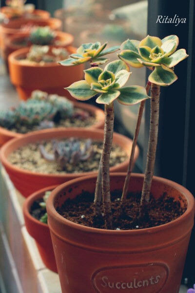 是叫灿烂锦吧··？ 对莲花掌的喜爱从她开始/多肉植物//