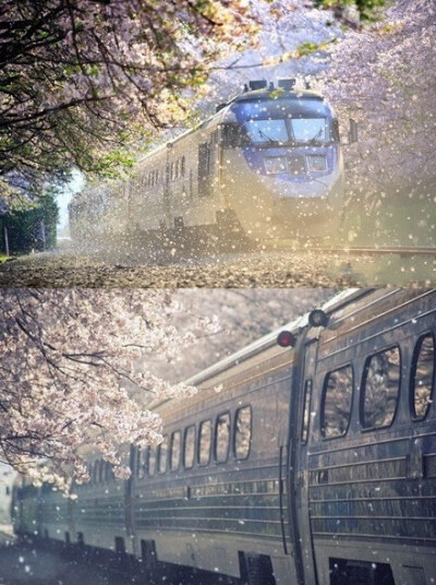 应该是日本樱花动漫里这种场景都很漂亮