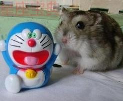 啊仓鼠你别吃我啊!!!