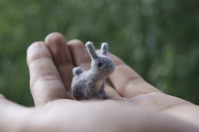 今天收了一只兔兔，圆圆的