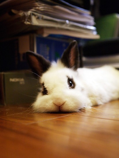 cute rabbit?