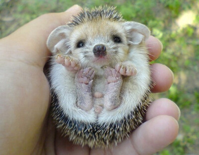 hedgehog