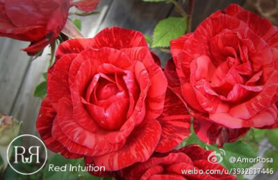 Red Intuition，红色是我的热情，花纹是我内心的波动，如果我的直觉没错，你的热情，也正为我而盛开。