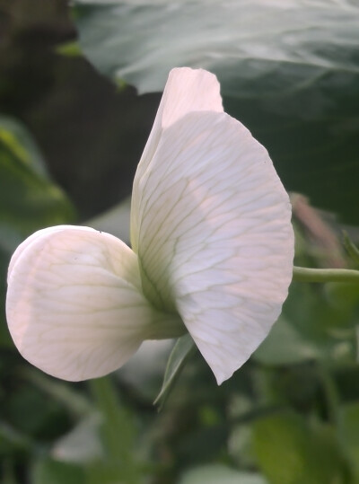 植物，花朵，唯美，春天，开春，