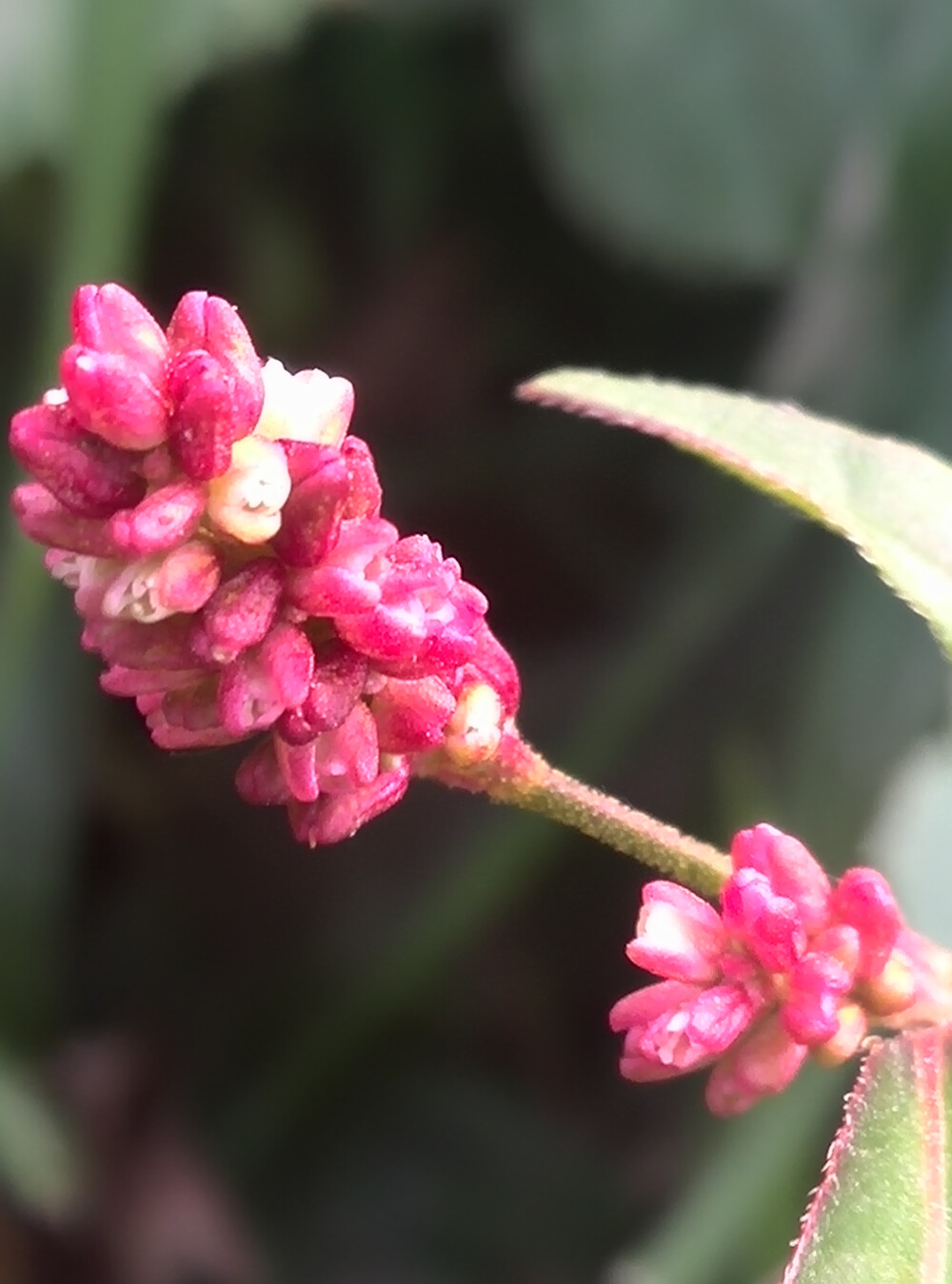 植物，花朵，唯美，春天，开春，