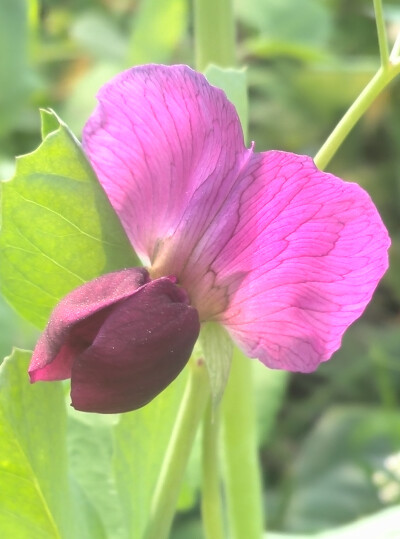 植物，花朵，唯美，春天，开春，