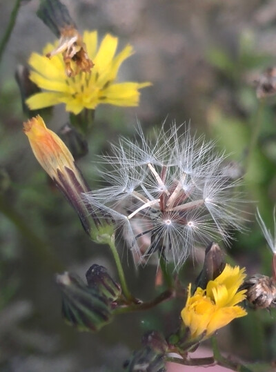 【植物】花朵，唯美，春天，开春，