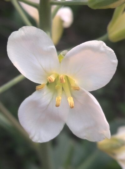 【植物】花朵，唯美，春天，开春，