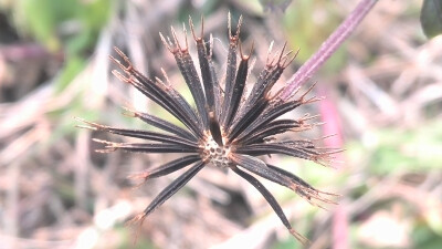 【植物】花朵，唯美，春天，开春，