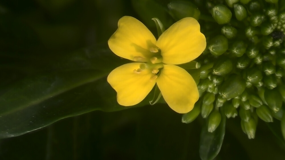 【植物】花朵，唯美，春天，开春，油菜花