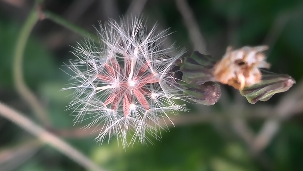 【植物】花朵，唯美，春天，开春，蒲公英