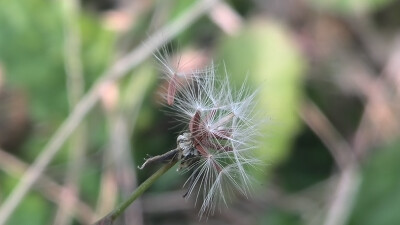 【植物】花朵，唯美，春天，开春，蒲公英