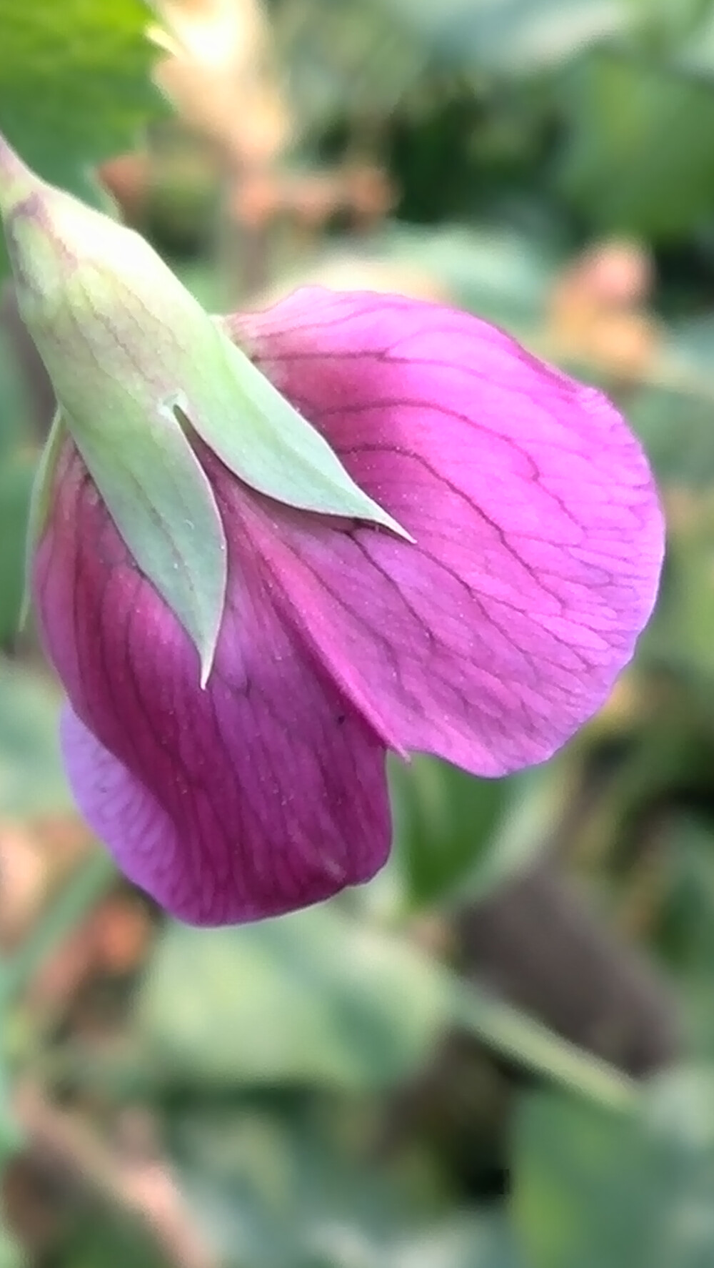 【植物】花朵，唯美，春天，开春