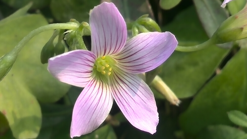 【植物】花朵，唯美，春天，开春