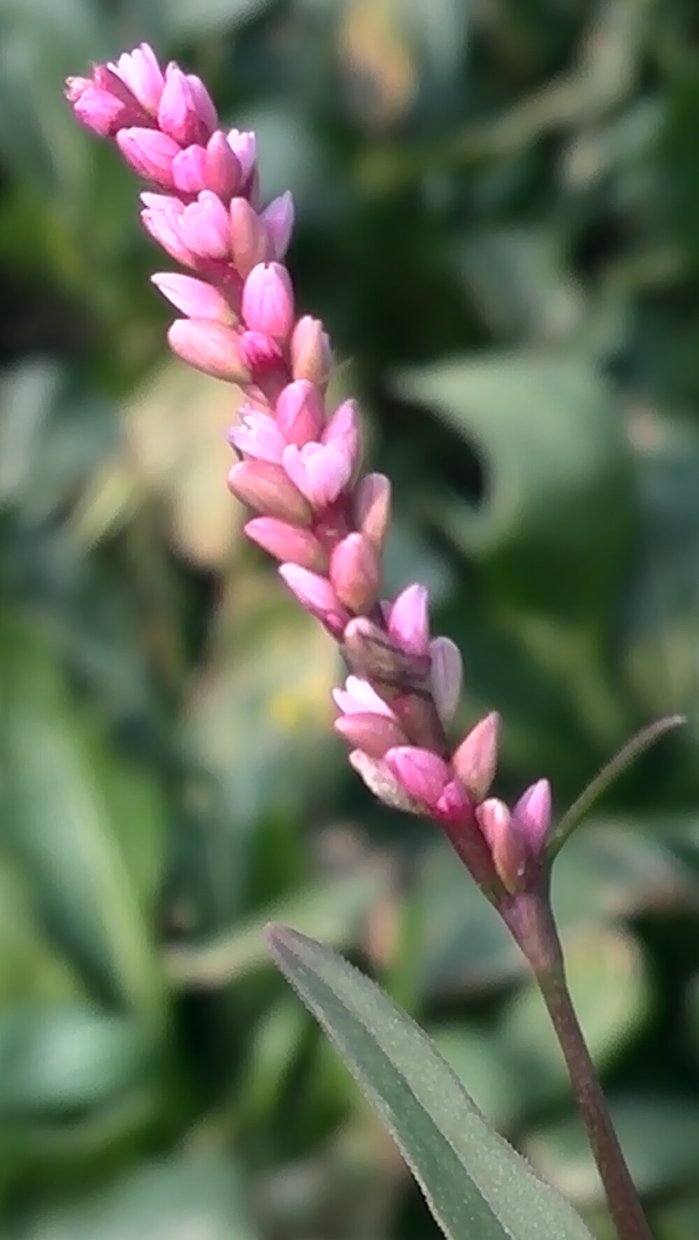 【植物】花朵，唯美，春天，开春