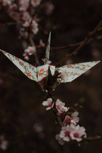 千纸鹤与静默花开，日系古典