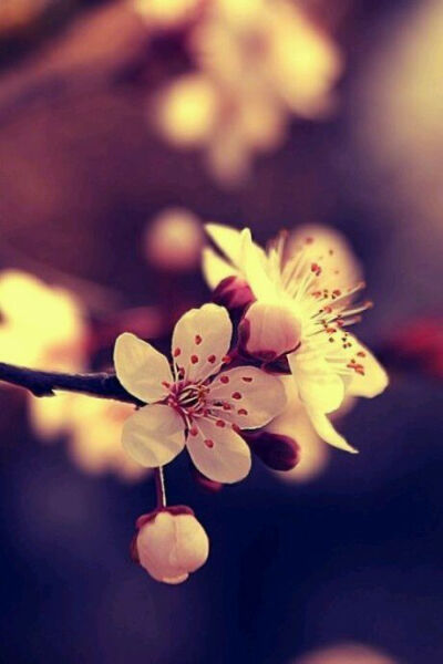发簪，桃花