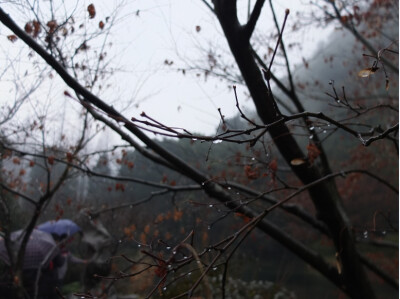 这是九溪的雨，没有春光灿烂，只余萧肃寒冬，静默无声。