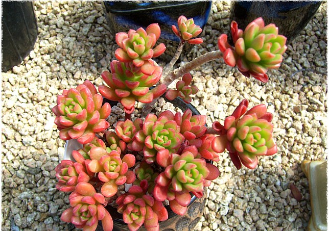 乔伊斯.塔洛克Sedum 'joyce tulloch'