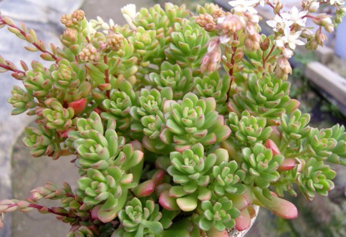 乔伊斯.塔洛克Sedum 'joyce tulloch'