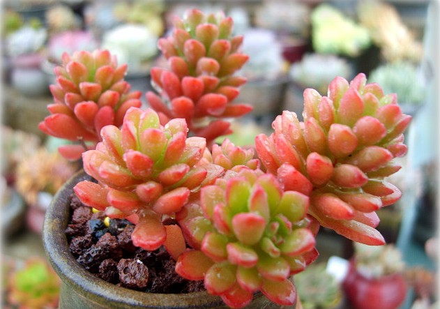 乔伊斯.塔洛克Sedum 'joyce tulloch'