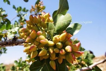 阿月浑子又名开心果，属漆树科(Anacardiaceae)黄连木属(Pistacia)植物，约有20个种，分为中亚类群和地中海类群两类，其中50％左右是坚果，其仁可食用。