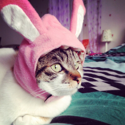 猫 宠物 萌宠 喵星人 外星人 酷 柔软 可爱的 动物 壁纸 桌面 帽子 粉色