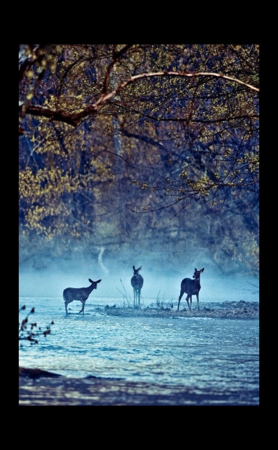 Deer in the Forest - 林中鹿